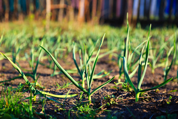young sprouts of garlic in the garden