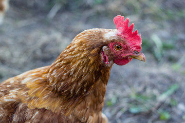 brown chicken hen at farm