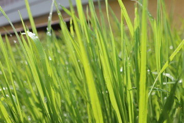 Nasse Grashalme im Frühling