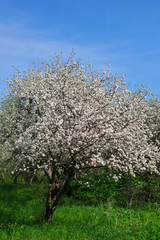 Blossom apple tree