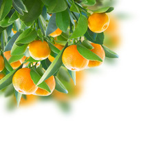 Tangerine tree