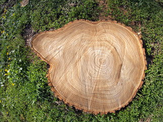 Fresh cut tree stump