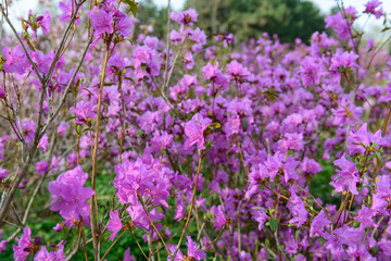 Fototapeta premium Rhododendron mucronulatum