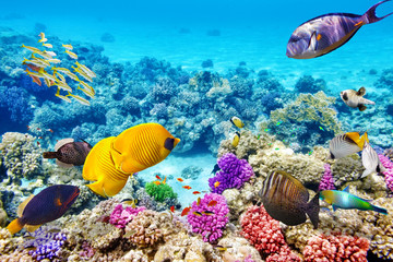 Monde sous-marin avec coraux et poissons tropicaux.