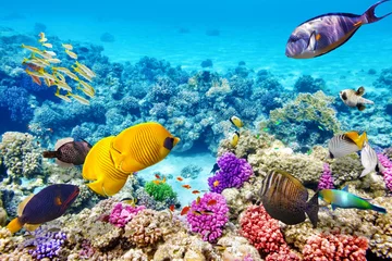 Crédence de cuisine en verre imprimé Récifs coralliens Monde sous-marin avec coraux et poissons tropicaux.