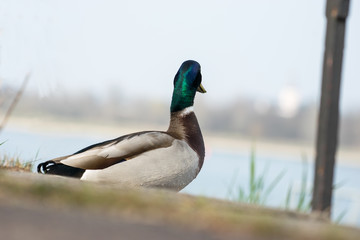 Ente schaut über den Fluss