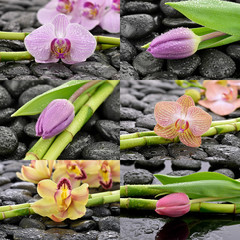 Obraz premium Mokre storczyki z tulipanami