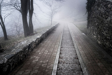 Naklejka premium forest and road