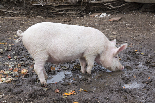 Small pig eats standing in mud