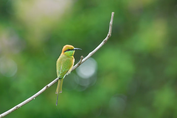 Beautiful green bird on best perch (Little Green Bee-eater)
