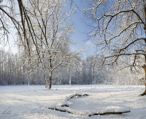 Зима в лесу