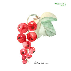 branch of ripe red