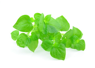 Leaves peperomia pellucida isolated on white background
