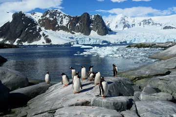 Fotobehang Pingwiny ma Antarktydzie © robnaw