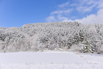 powder snow mountain in Sapporo, Hokkaido Japan