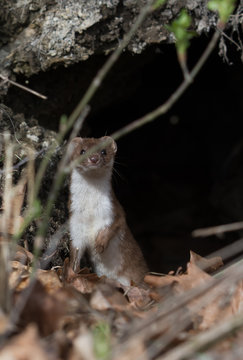 Mauswiesel (Mustela nivalis)