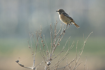 Europäisches Schwarzkehlchen (Saxicola rubicola)