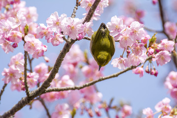 河津桜の花とメジロ