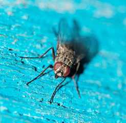 fly macro
