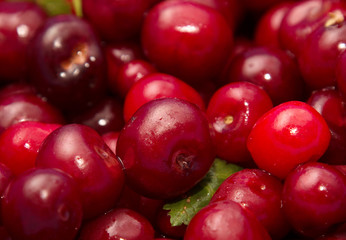 cherries background macro