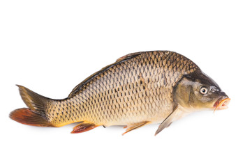 carp fish