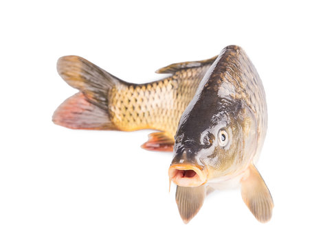 carp fish