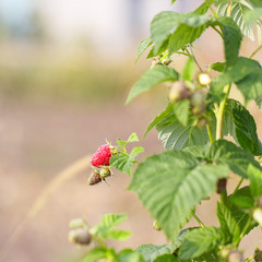 raspberries berry