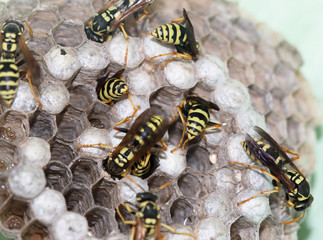 hornet's nest with wasps
