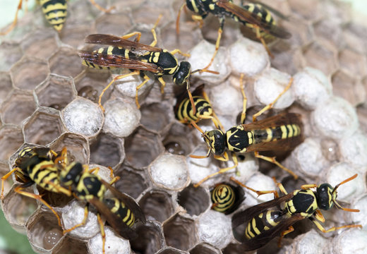 hornet's nest with wasps