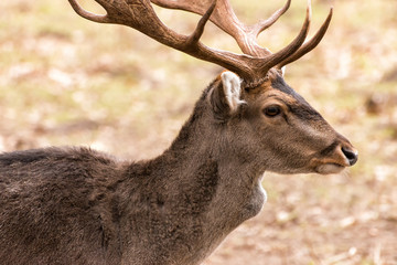 Hirsch