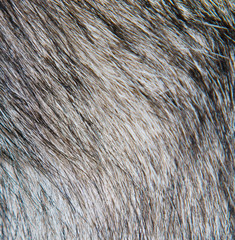 dog fur as background