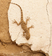 Lizard on the wall
