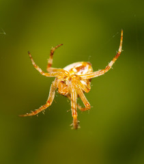 spider in nature on the web