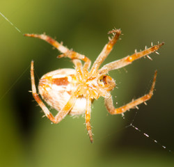 spider in nature on the web
