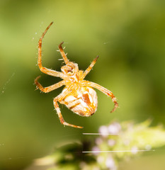spider in nature on the web