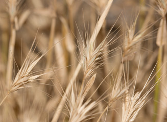 dry grass spikelets