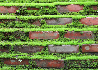 Old concrete Brick Wall with Moss