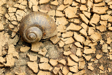 Snails died on dry soil