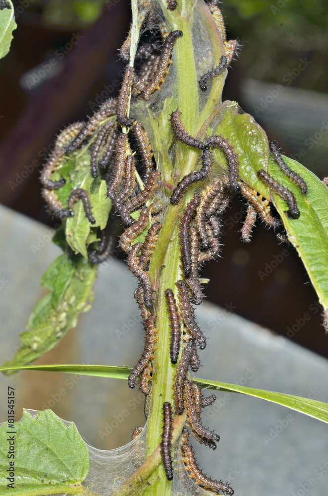 Poster Caterpillars on leaves 1