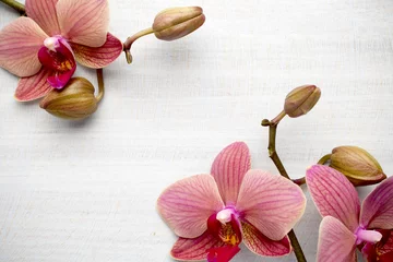 Papier Peint photo autocollant Orchidée Pink orchid flower.