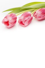Tulips.