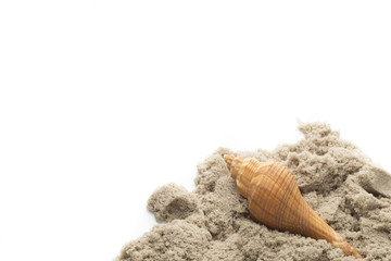 Scallop isolated on the white background.