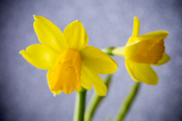 Obraz premium Daffodils.