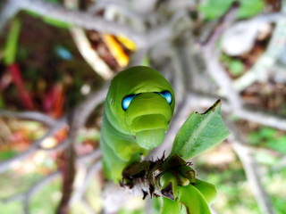 Green worm eat all leaf