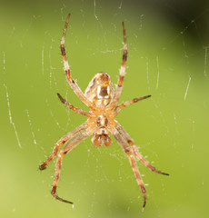 spider on a web