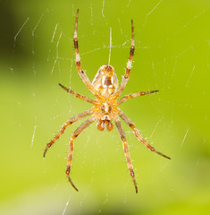 spider on a web