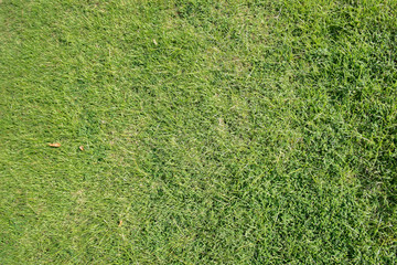 Texture of green glass.