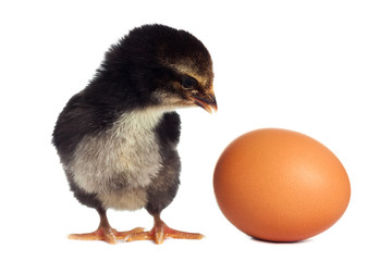 Black chicken isolated
