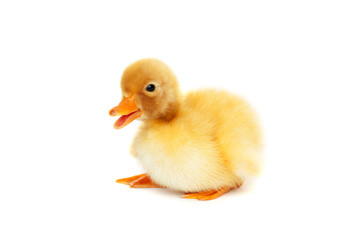 Cut young baby animal