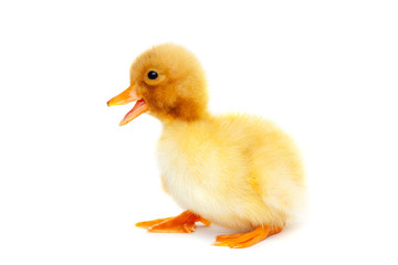 Cute farm animal